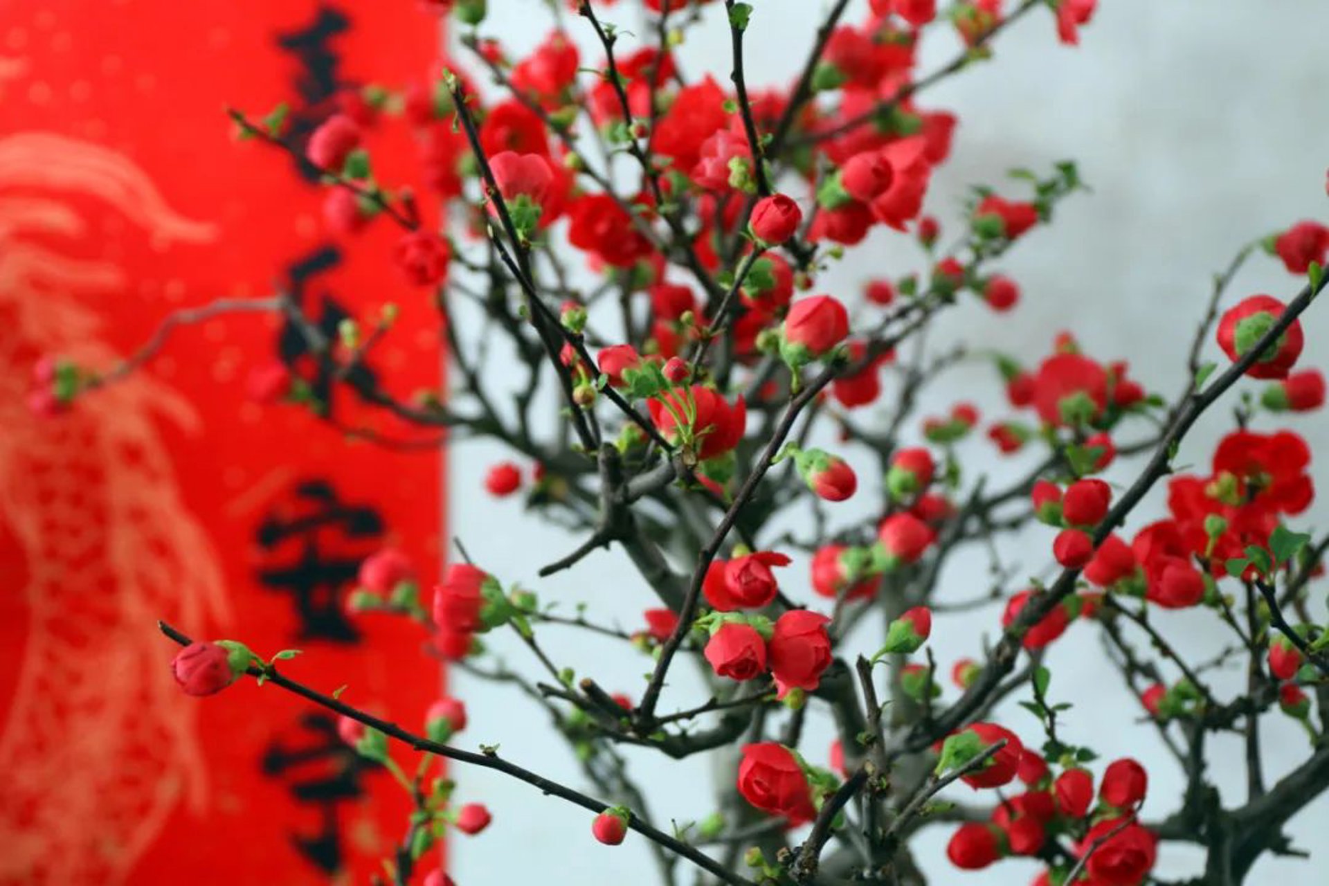 齐乐网络科技